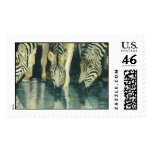 "Zebras Drinking" postage