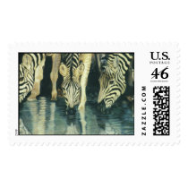 "Zebras Drinking" postage by paintonmypaws "Zebras Drinking" postage
