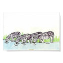 zebras drinking posters