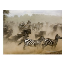 zebras (Equus burchelli) and wildebeest Postcard
