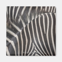 Zebras Fridge Magnet