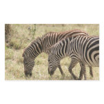 zebras graze rectangular stickers