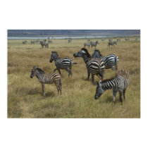 Zebras grazing posters by pshaw_photo Zebras grazing posters