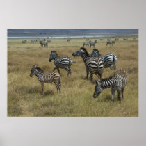Zebras grazing print