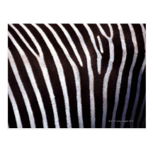 zebra's hide postcard