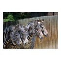 Zebras in a Row posters