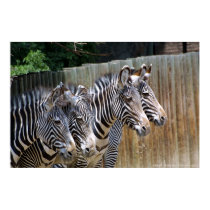Zebras in a Row posters by sobdk Zebras in a Row posters