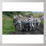 Zebras in Ethiopia Posters