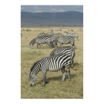 Zebras in Tanzania Poster posters