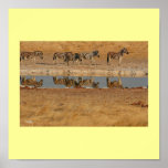 Zebras in the mirror posters