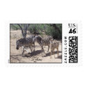 Zebras in the Wild postage by nickyzzz Zebras in the Wild postage
