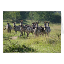 Zebras in Uganda Cards