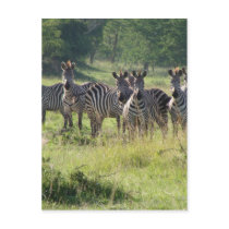 Zebras in Uganda Post Card