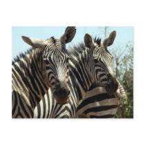 zebras look postcards by cardart zebras look postcards
