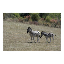 Zebras on the Move posters by kimboj1 Zebras on the Move posters