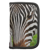 Zebras Organizers
