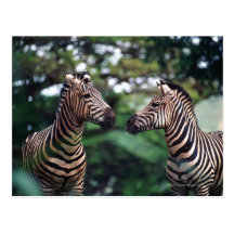 zebras post card