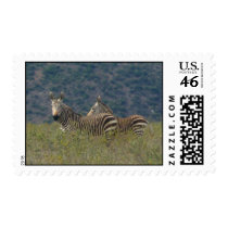 Zebras postage by KalahariSue Zebras postage