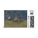 Zebras postage