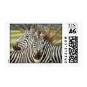 Zebras postage by Laura_Regan_Artist Zebras postage