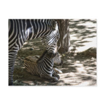 zebras postcards