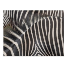 Zebras Postcard