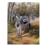 Zebras Postcard