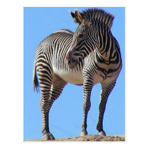 Zebras Postcards