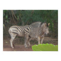 zebras posters by kumudika zebras posters