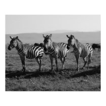 Zebras posters by scwood99 Zebras posters