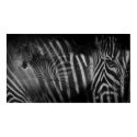 Zebras Print