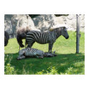 Zebras posters