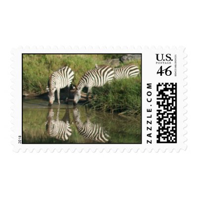zebras reflection by iluvsrk