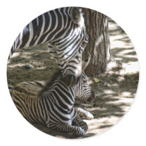 zebras stickers