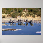 Zebras Water Hole Print