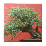 Zelkova bonsai tree tiles
