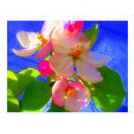 Zen Blossoms Postcard