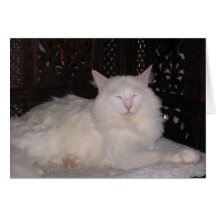 Zen Cat Cards
