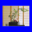 zen flower arrangement postcards