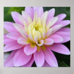 Zen Flower- Dahlia Posters
