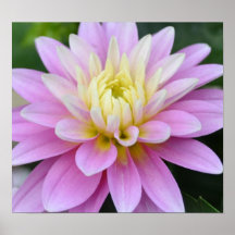 Zen Flower- Dahlia Posters