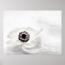 Zen High Key White Anemone on Water Background Print
