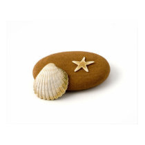 Zen Nature Sea Shell Star fish Pebble posters by art_prints_posters Zen Nature Sea Shell Star fish Pebble posters