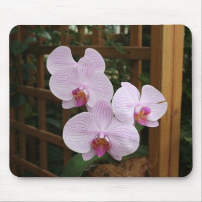 Zen orchids Mousepad by tygress255