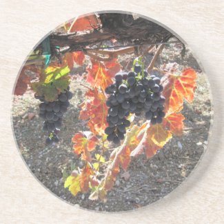 Zenaida Grapes Ready for Harvest coaster