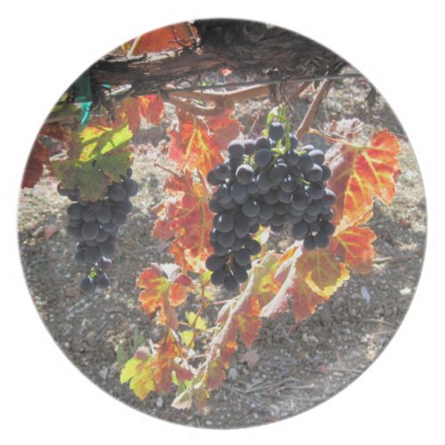 Zenaida Grapes Ready for Harvest plate