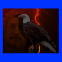 Zeus ' eagle posters