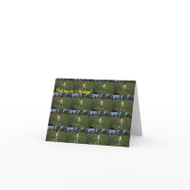 Zierke Cards