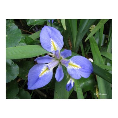 Zig-Zag Iris print