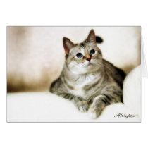 Zilla in Brown Tones cards